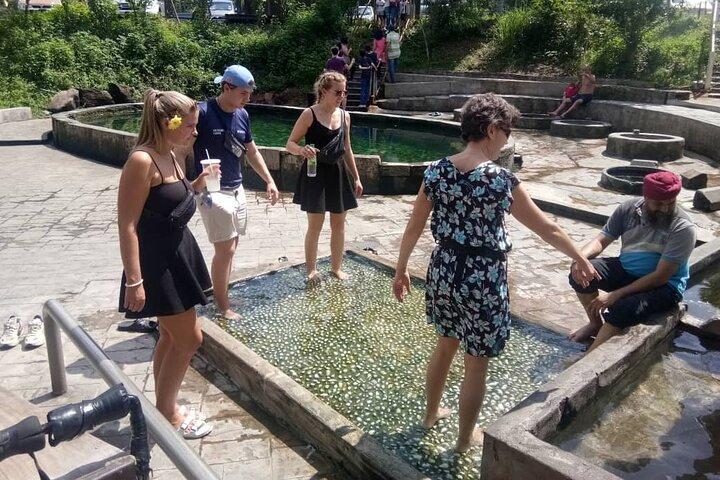 Nature’s Wonders: Kuala Selangor Fireflies & Hot Springs Tour