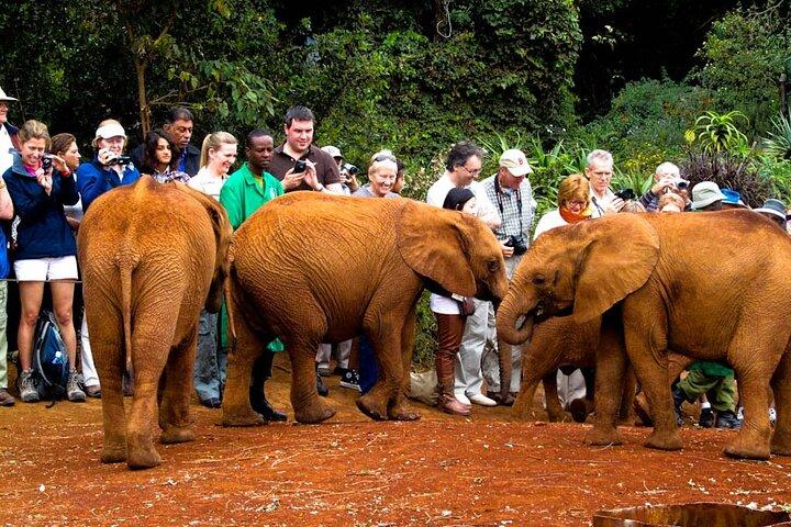 Visiting the Nairobi Elephant Orphanage Tours and Tickets