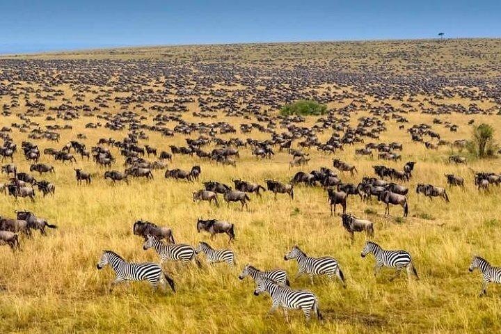3 Days Masai Mara Sopa Lodge Luxury Safari