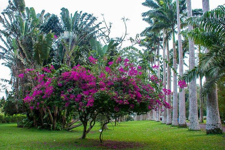 Boti Falls, Botanic Gardens, Cocoa Fam, Umbrella Rock Experience