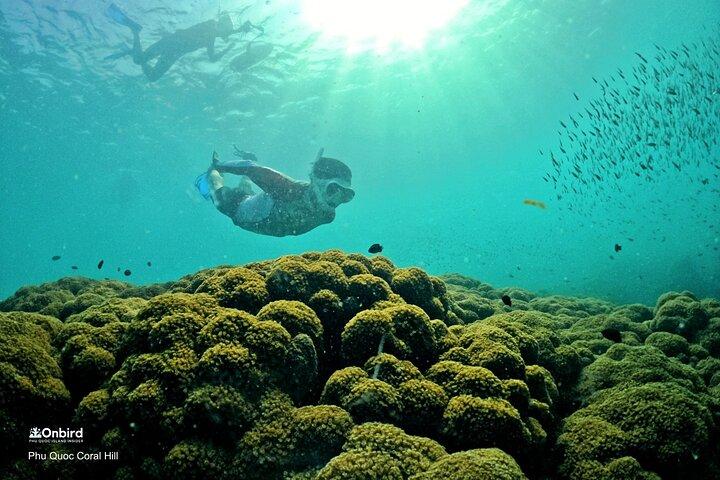 PRO-SNORKELING to Explore Hidden Coral Reefs (MAX 10 PAX)