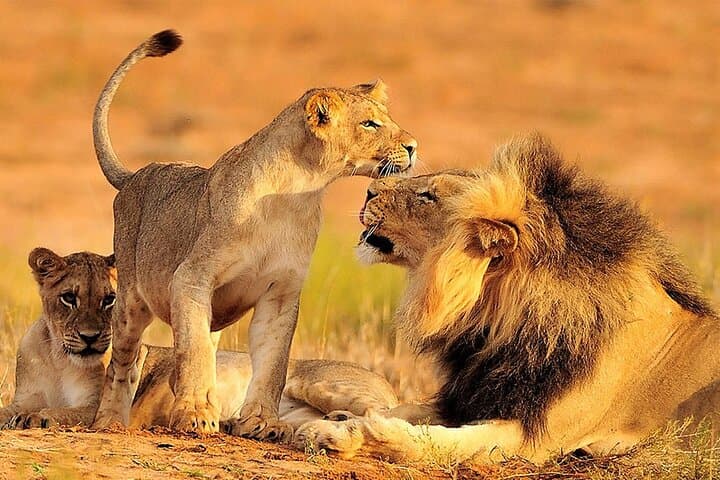 Private - Sunset Big Five Safari Tour in Cape town