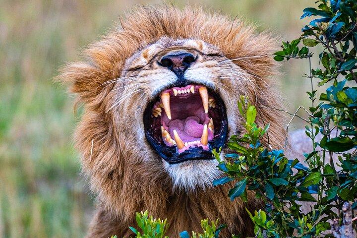 Private Luxury 4 Days Nakuru Park & Maasai Mara National Reserve