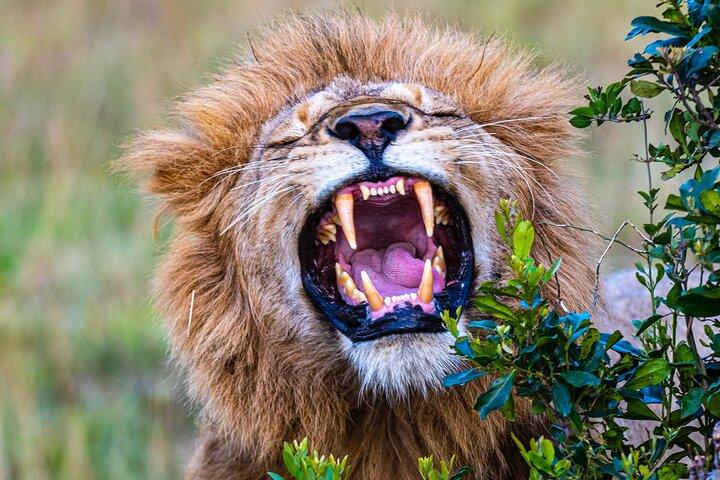 Private Luxury 3 Day Maasai Mara National Reserve Experience