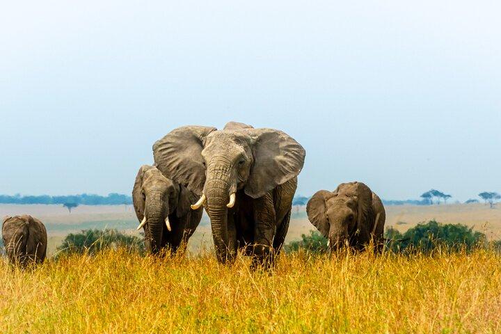 Private Luxury 3 Day Maasai Mara National Reserve Experience