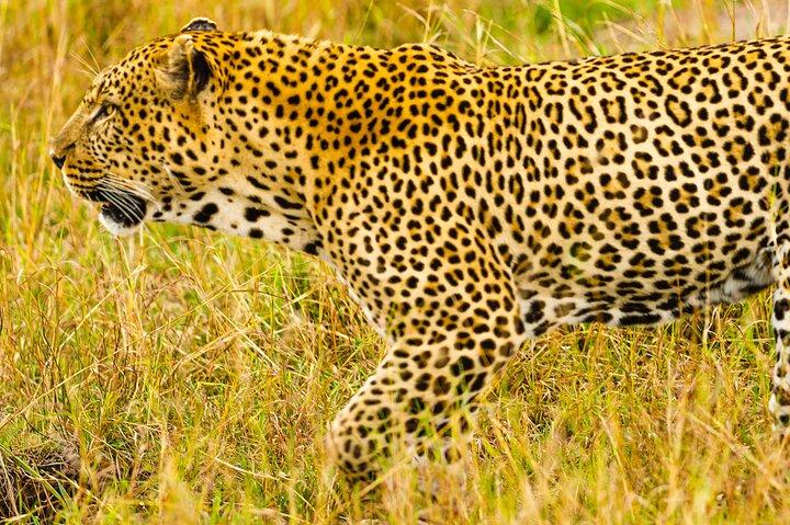 Private Luxury 3 Day Maasai Mara National Reserve Experience