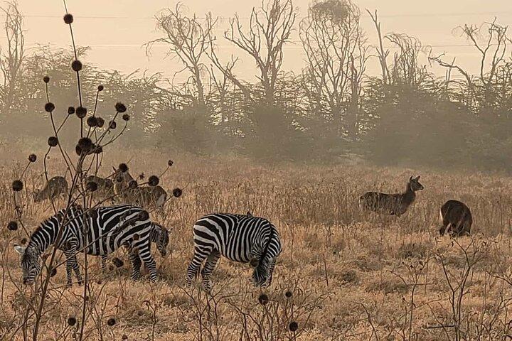 4 Days Great Migration Maasai Mara and Lake Nakuru Safari in Kenya