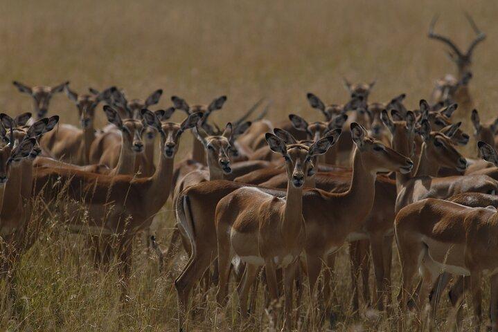 8 Days 7 Nights Safari Package in Kenya Private Tour