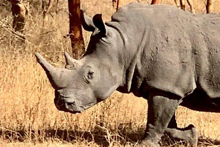 safari at the bandia reserve