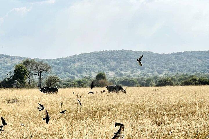Full Day Akagera National Park Game Drive and Boat Safari
