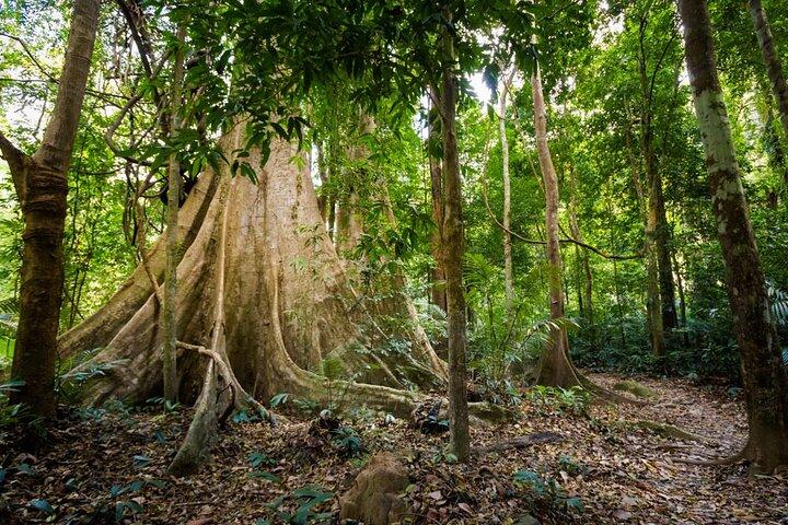 Krabi Half-Day Tour to Emerald Pool & Hot Spring Waterfall