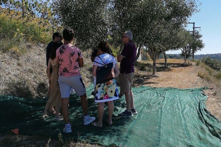From land to oil with Calabrese tasting