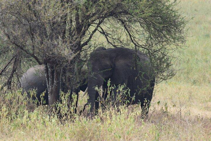 5 Days Safari Lodges & Culture