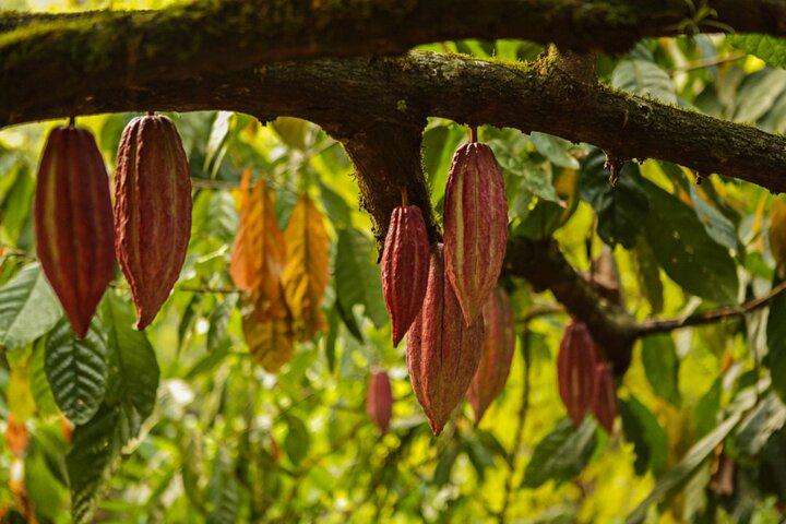 Bean to Bar Chocolate Mini Tasting in Bonn