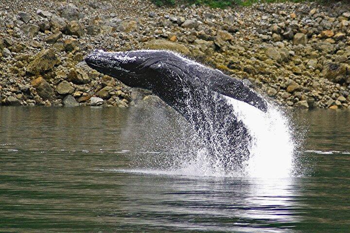 Ultimate Whale Watch and Tracy's Crab Shack Meal