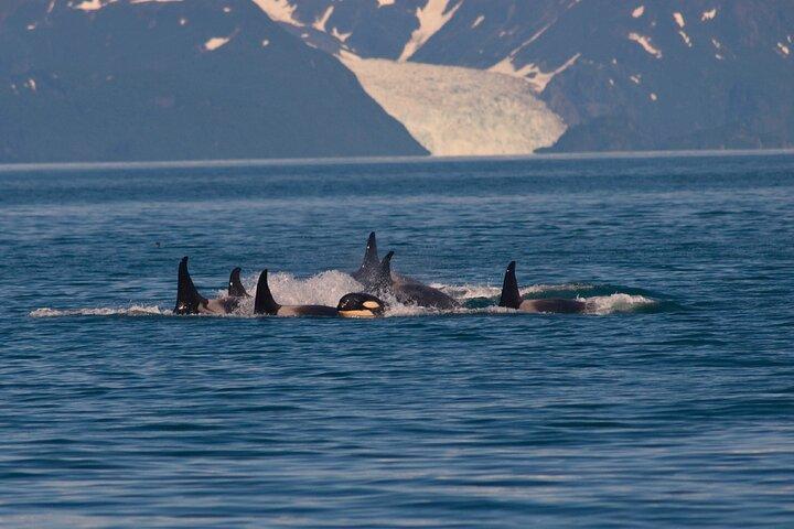 Ultimate Whale Watch and Tracy's Crab Shack Meal