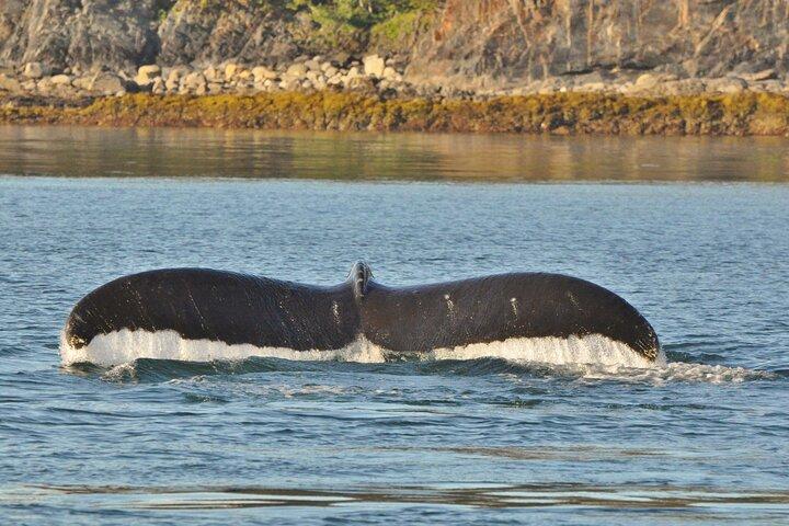 Ultimate Whale Watch and Tracy's Crab Shack Meal
