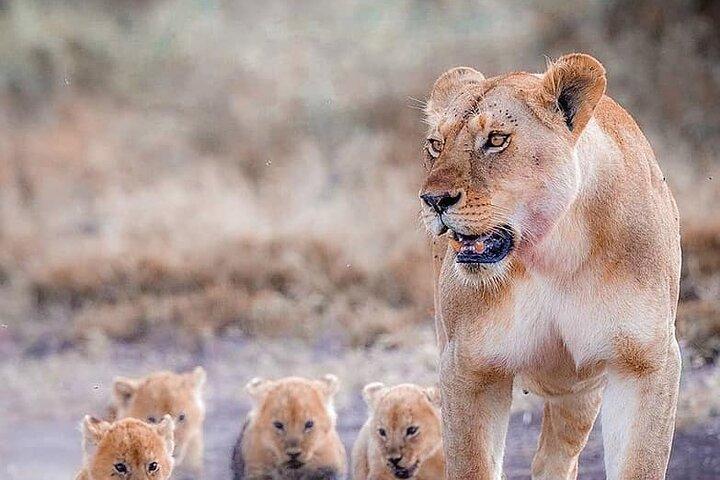 7 Days Private Safari in Tanzania