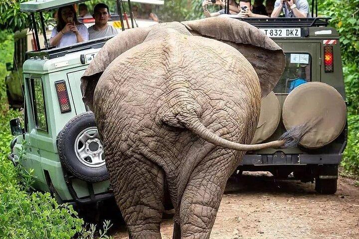 7 Days Private Safari in Tanzania