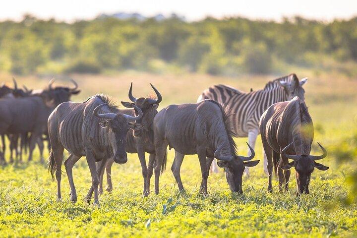 8 Days Follow the Wildebeest Migration River Crossing Safari