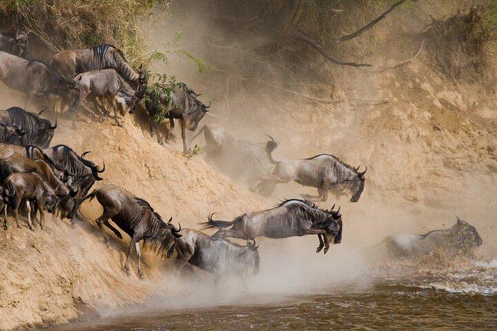 10 Days Wildebeest River Crossing Tour