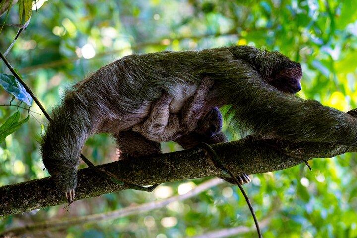 Rainforest Sloth Sanctuary with Coffee and Chocolate Experience