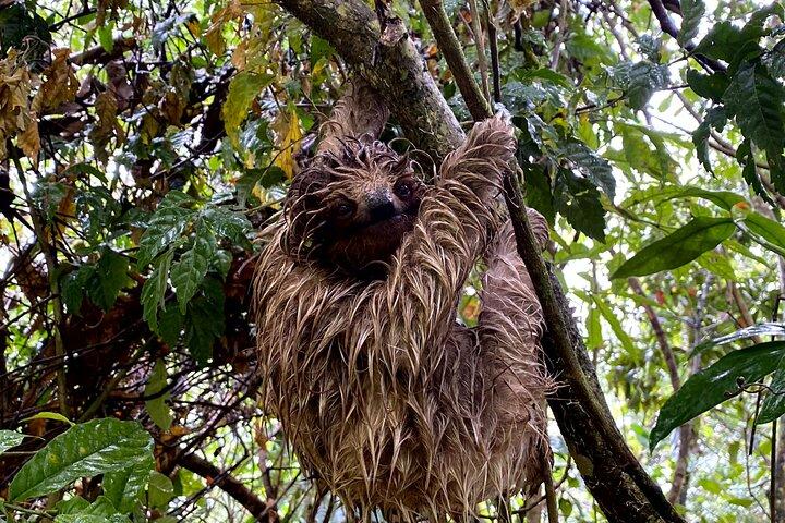Rainforest Sloth Sanctuary with Coffee and Chocolate Experience