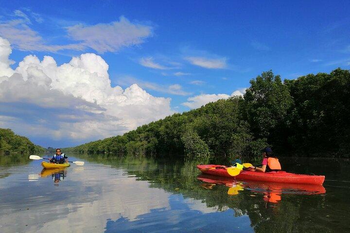 River Exploration and Mangrove Nature Tour by kayaking