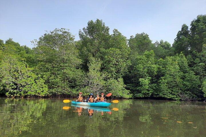 River Exploration and Mangrove Nature Tour by kayaking