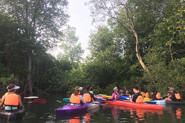 River Exploration and Mangrove Nature Tour by kayaking