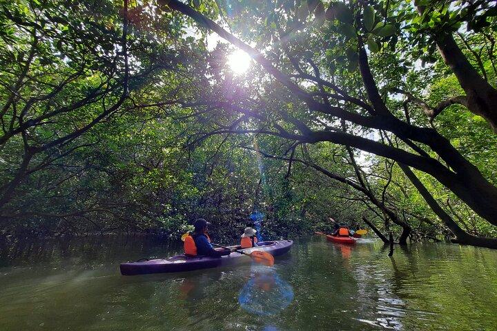 River Exploration and Mangrove Nature Tour by kayaking