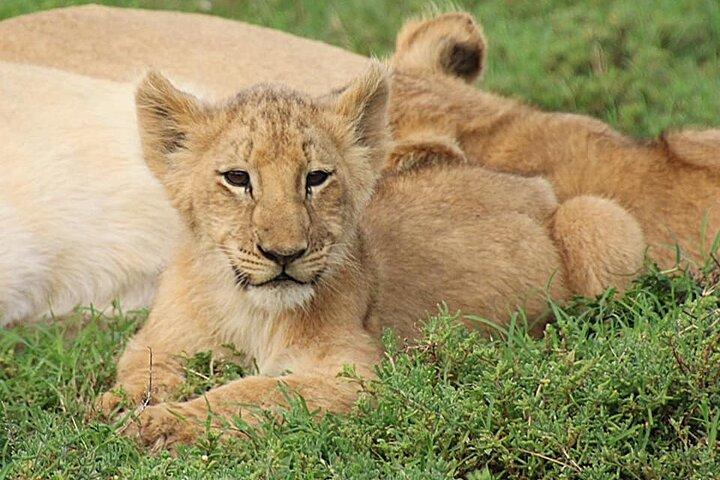 Schotia Big 5 Safari Port Elizabeth (optional accommodation)
