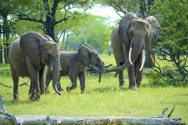 From Arusha: Guided 1 Day Trip to Tarangire National Park