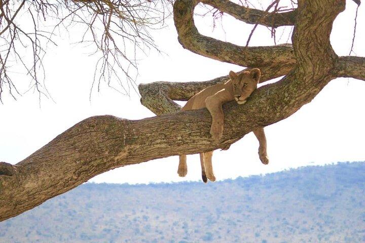From Arusha: Day Trip to Lake Manyara National Park