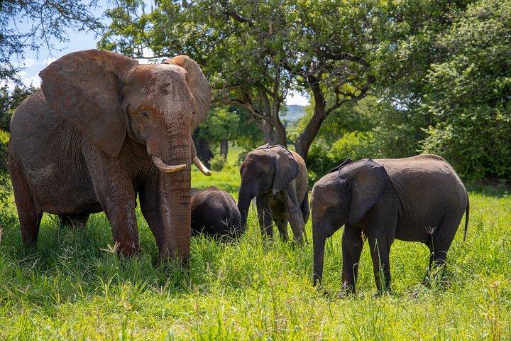 From Arusha: 11 Days famous Serengeti Inside out safari trip