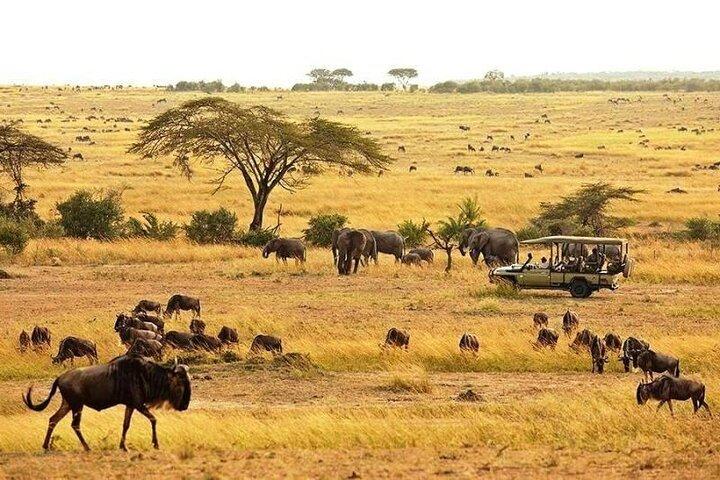 6 Days Mid - Range Lodge Safari To Lake Manyara Serengeti Ngorongoro & Tarangire