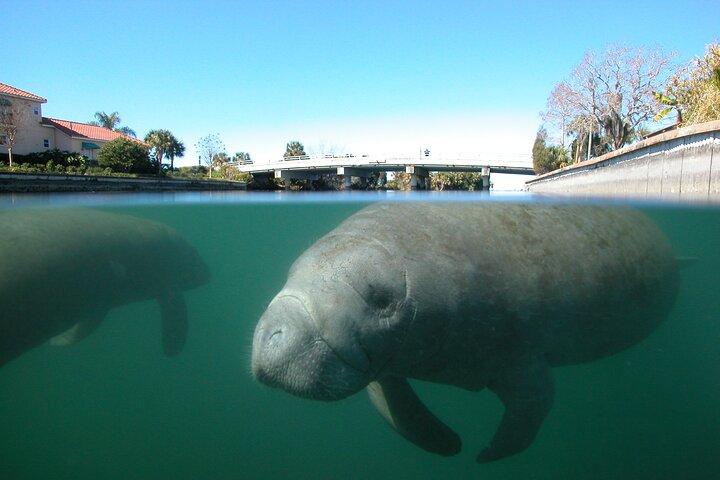 Morning Swim and Snorkel with Manatees-Guided Crystal River Tour