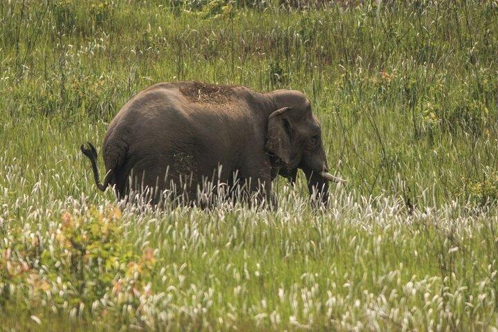 Khao Yai National Park Full-Day From Bangkok - Including Ticket