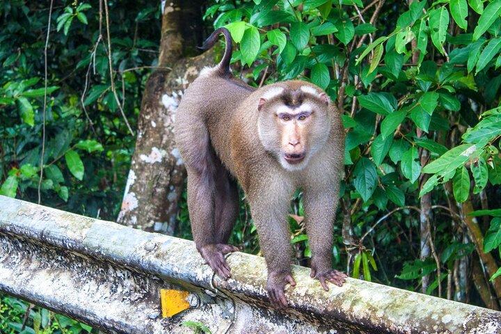 Khao Yai National Park Full-Day From Bangkok - Including Ticket