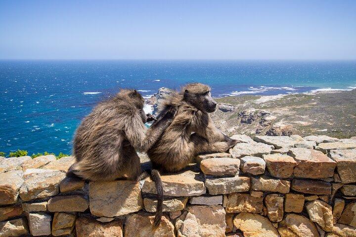 Full-Day Private Robben Island, Penguins & Cape of Good Hope Tour