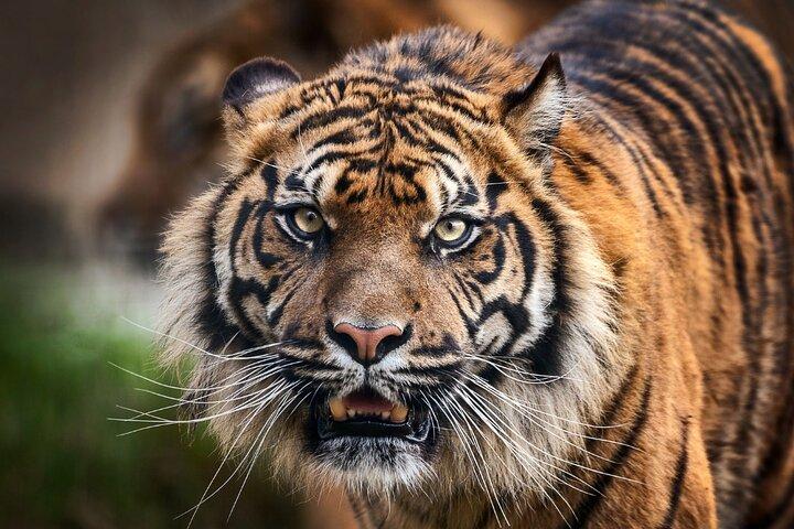 8 Day Golden Triangle Tour with Ranthambore {Taj , Tigers & More}