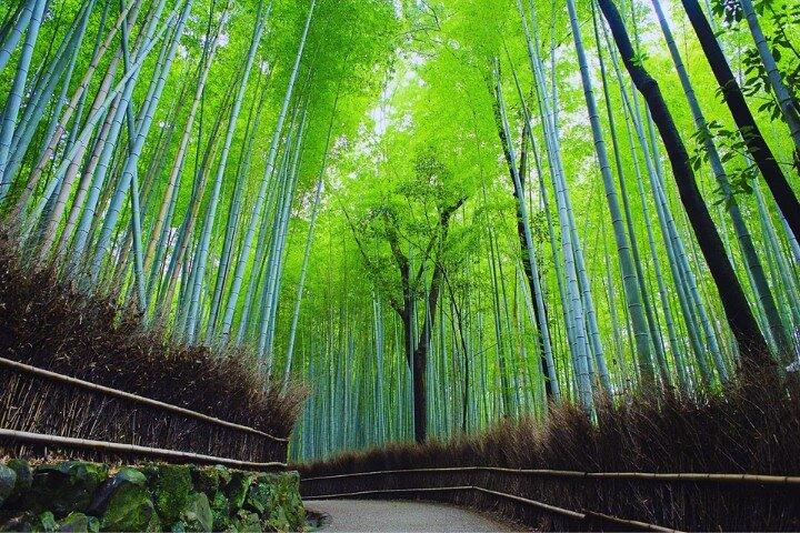 From Osaka:Arashiyama Forest, Katsuo-ji Temple and Nara Park Tour