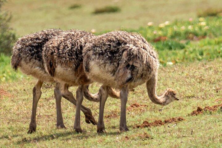 Cape Peninsula & Penguins Private Day Tour, Entrances Included.