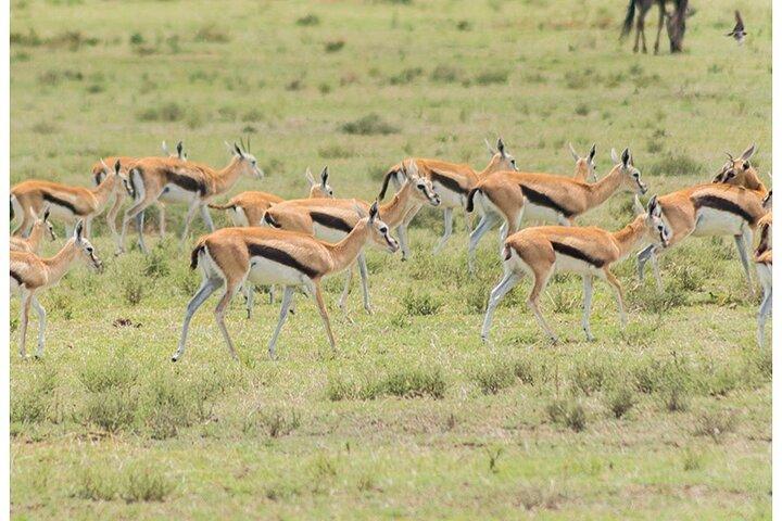Private Multi-Day Tour in Tanzania Safari