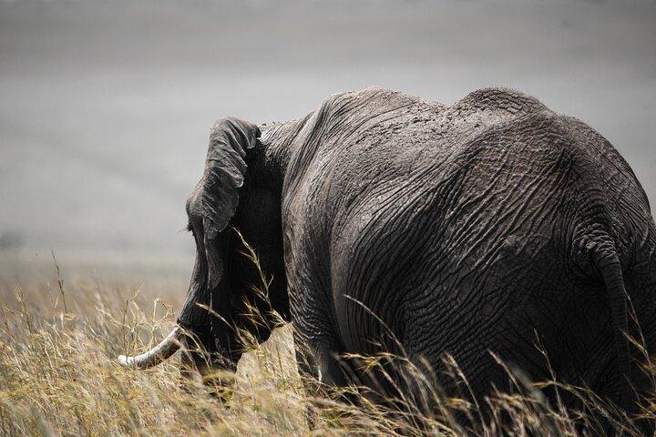 Private Multi-Day Tour in Tanzania Safari