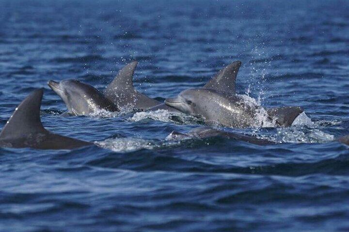 Side: Dolphin Island Boat Tour with Foam Party and Lunch