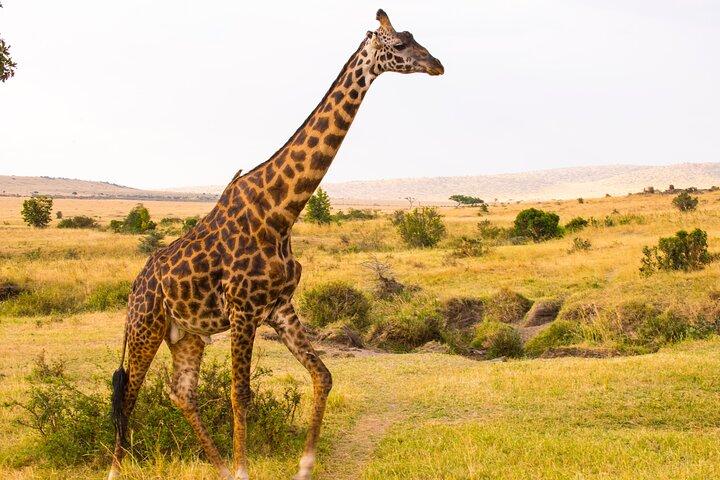 Private Luxury 4 Days Nakuru Park & Maasai Mara National Reserve