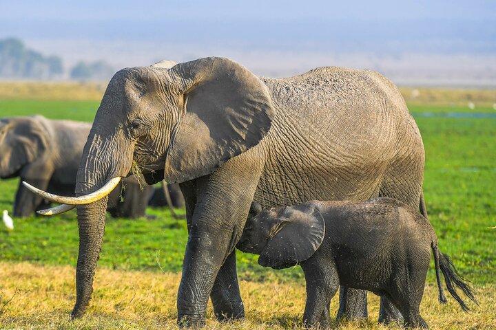 Private Luxury 3 days Amboseli National Park