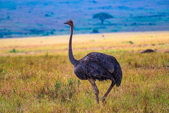 Private Luxury 3 days Amboseli National Park