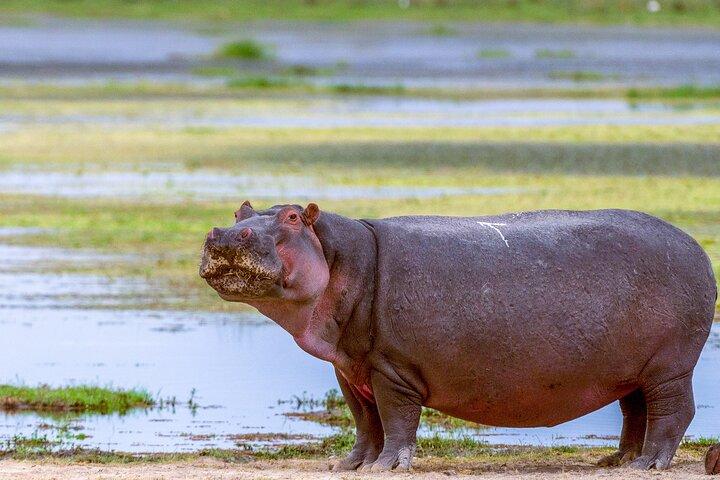 Private Luxury 3 days Amboseli National Park